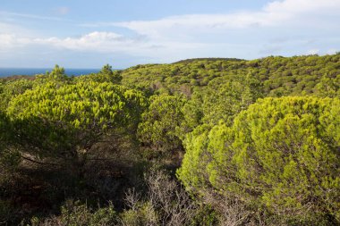 Çam ormanı üzerinde havadan görünümü