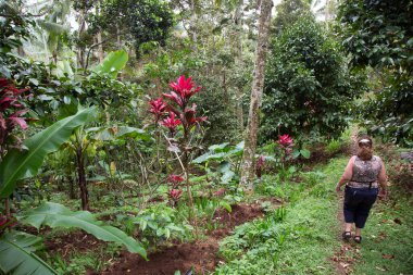 Parlak mor renkli tropikal orman ya da ev bitkisi kordon hattı terminali orman yürüyüş yolu boyunca ekilir.