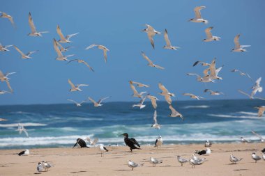 Daha büyük ibikli kırlangıçlar sürüsü