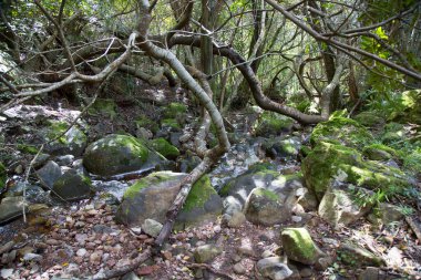 Dağlardaki ormanın güzel manzarası.