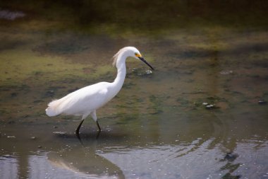 Sudaki beyaz balıkçıl