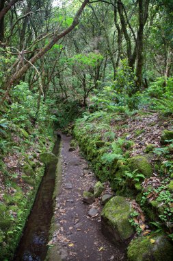 Ormanın güzel manzarası