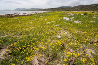 İzlanda, deniz ve nehir adası.