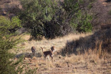 Güney dağ sazlıkları, Redunca fulvorufula, bir grup halinde dinleniyor ve otlanıyor