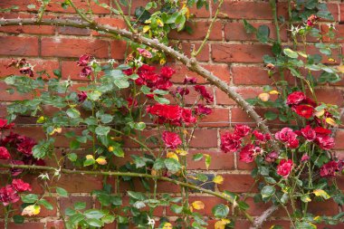 Sarmaşık ve çiçekli kırmızı tuğla duvar