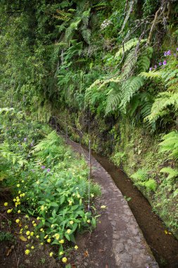 Güzel botanik fotoğrafı, doğal duvar kağıdı.