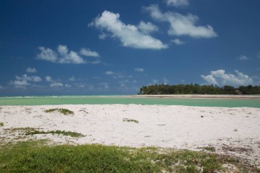 Palmiye ağaçları olan güzel tropikal plaj