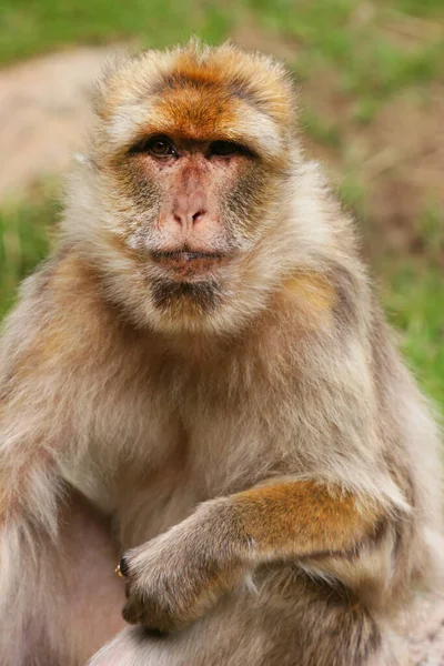 Macacos Bonitos Ambiente Selvagem — Fotografia de Stock