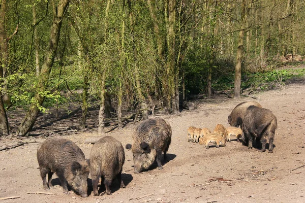 Hayvanat bahçesindeki en şirin tüylü domuzlar.