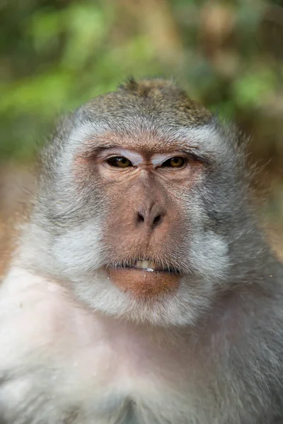 Krab Jíst Nebo Dlouhoocasý Makak Macaca Fascicularis Uvolněně Pozorovat Oblast — Stock fotografie