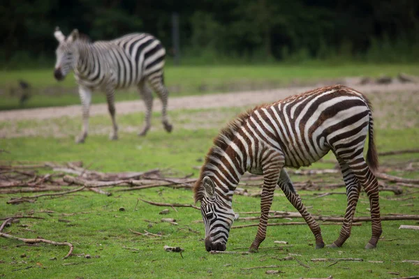 Syn Zebror Nationalparken Afrika — Stockfoto