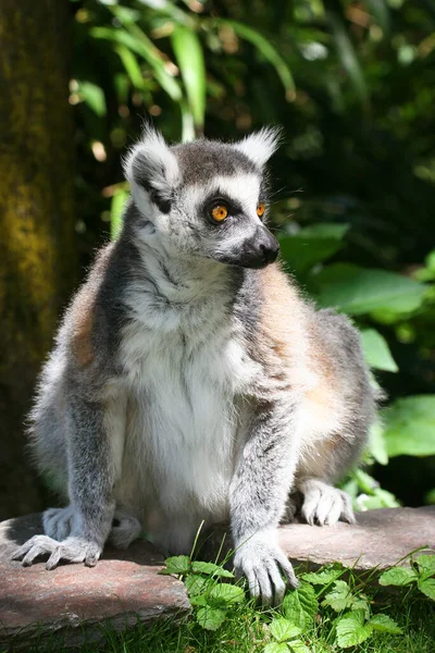 Carino Lemure Zoo — Foto Stock