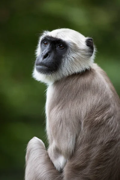 Close Cute White Tailed Macaque — стоковое фото