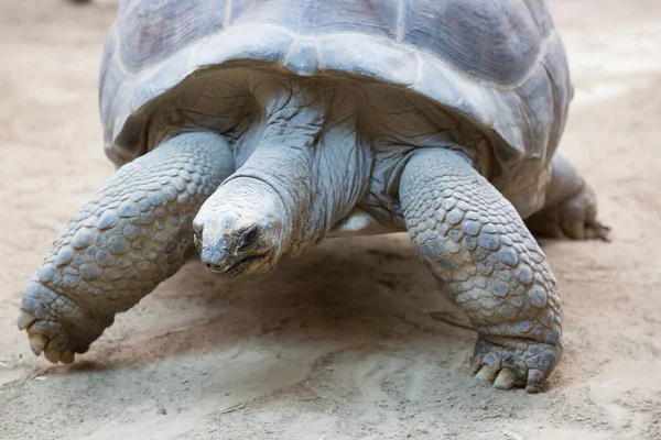 Dev kaplumbağanın yakın görüntüsü