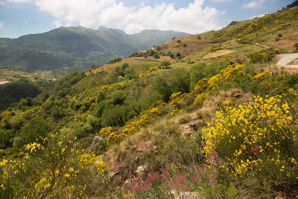 Sicilya 'nın dağları arasında çiçek açan kırsal arazi