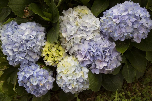 Hermosas Flores Hortensias Jardín —  Fotos de Stock