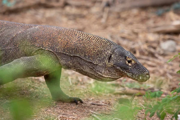 Close Tiro Dragão Komodo Habitat Natural — Fotografia de Stock