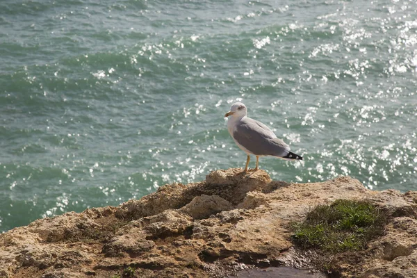 seagull perched on rocks overlooking the sea