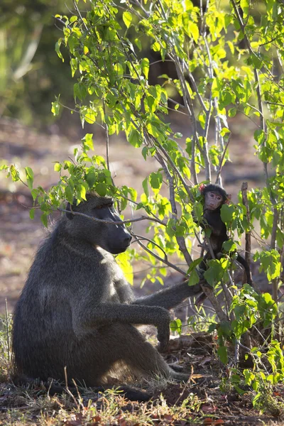 Vahşi ortamda şirin babunlar.
