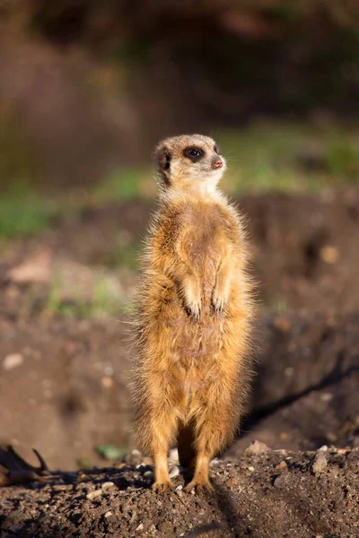 Suricata Está Sentado Suelo Naturaleza —  Fotos de Stock