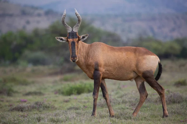 Uitzicht Wilde Antilope Savanne — Stockfoto