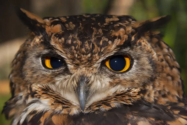 Gece yarısı Cape Eagle-baykuşunun yakın plan başı Bubo capensis.