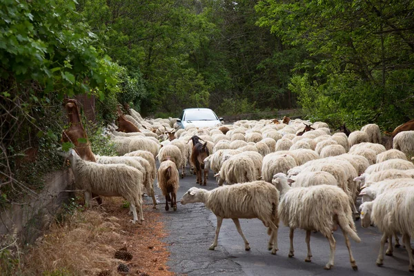 Yolda yürüyen koyun ve keçi sürüsü