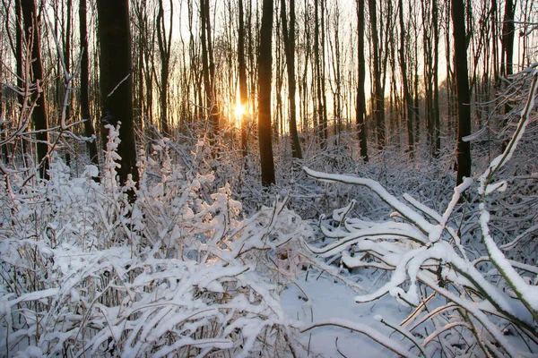 Vista Bosque Invierno — Foto de Stock