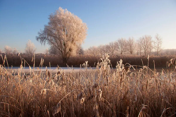 Beau Paysage Hivernal Avec Neige — Photo