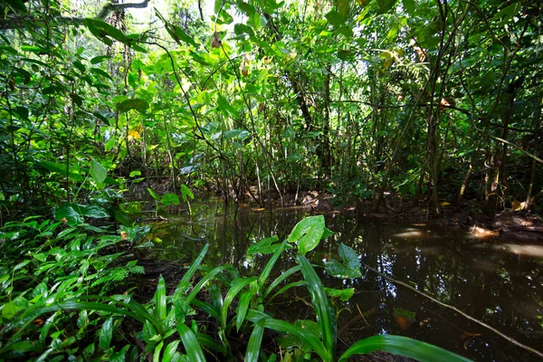 Brezilya 'nın Atlantik yağmur ormanı adı verilen aşılmaz bir bitki karışıklığı ile yoğun tropikal bulut ormanı