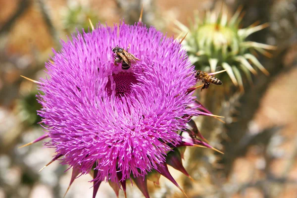 Santa Marías Esta Isla Silybum Marianum Plena Floración Con Las —  Fotos de Stock