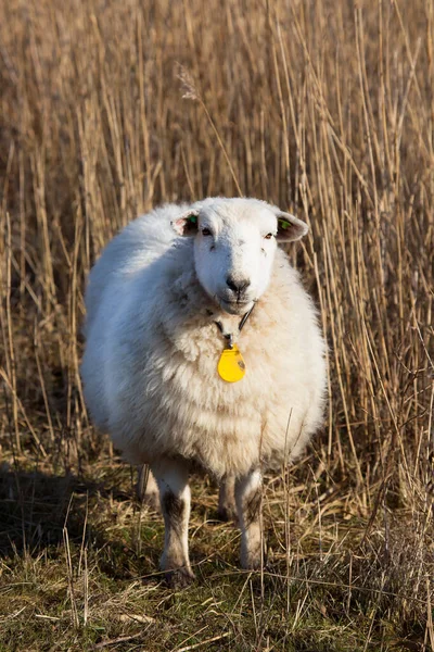 Çayırdaki Beyaz Koyun — Stok fotoğraf