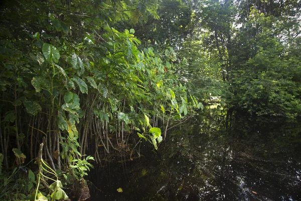 Hojas Verdes Bosque —  Fotos de Stock