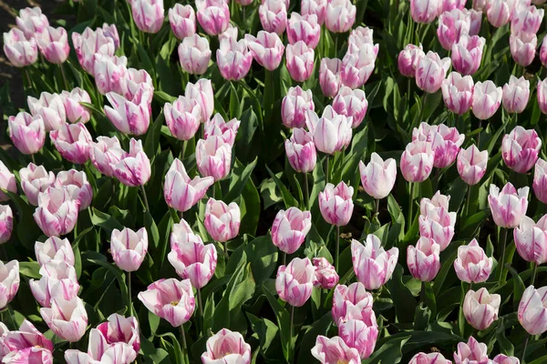 Ekstensywne Pole Kwiatów Rzędami Różowych Tulipanów — Zdjęcie stockowe