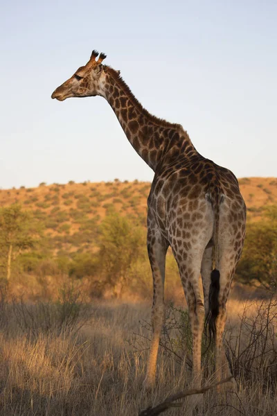 Vahşi Yaşam Afrika Daki Zürafa Manzarası — Stok fotoğraf
