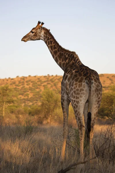 Kilátás Zsiráf Vadon Élő Állatok Afrika — Stock Fotó