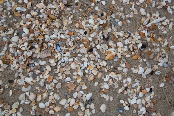 Πέτρες Στην Παραλία — Φωτογραφία Αρχείου