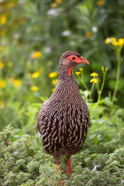 Red Necked Francolin Red Necked Spurfowl Pternistis Afer Walking Grass — Stock Photo, Image