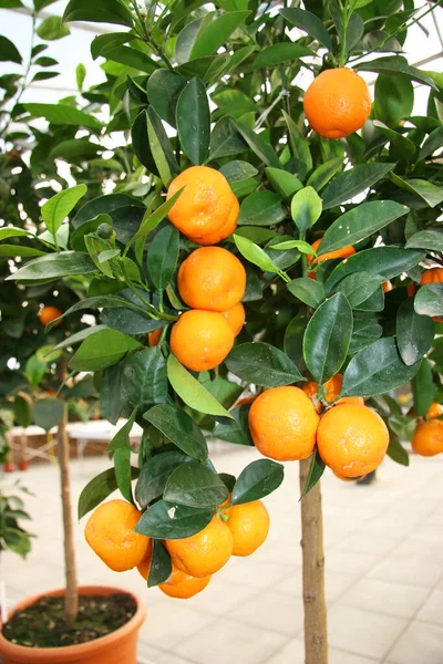 Pomarańczowe Mandarynki Ogrodzie — Zdjęcie stockowe