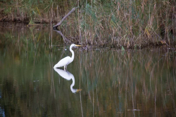 Garzetta Bianca Acqua — Foto Stock