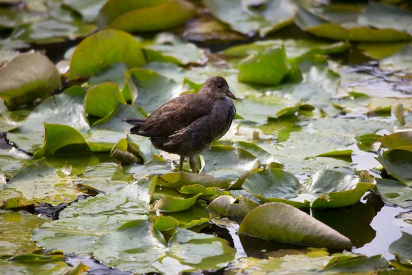 Ein Vogel Sitzt Auf Dem Boden — Stockfoto