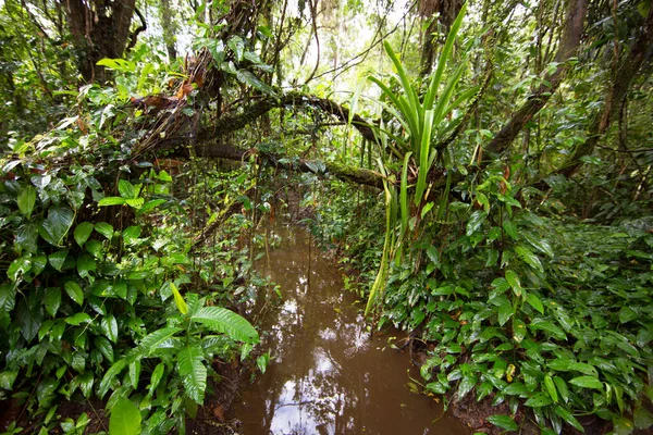 Brezilya 'nın Atlantik yağmur ormanı adı verilen aşılmaz bir bitki karışıklığı ile yoğun tropikal bulut ormanı