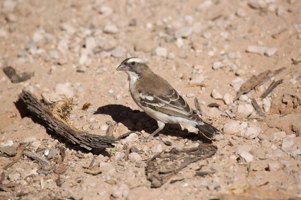 Marico Mariqua Flycatcher Melaenornis Mariquensis — Stock Photo, Image