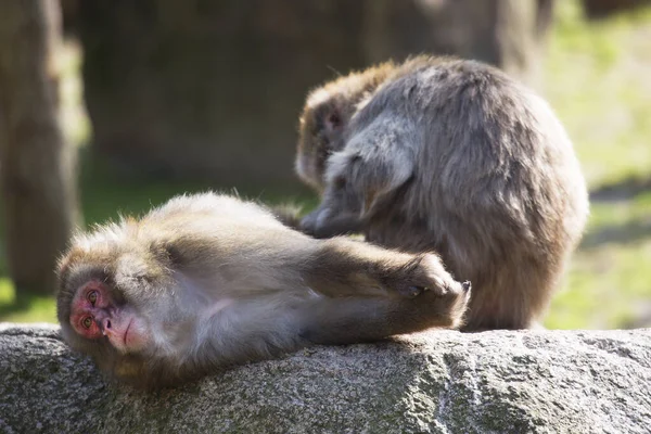 Afslappede Japanske Macaques Macaca Fuscata Grooming Hinanden - Stock-foto