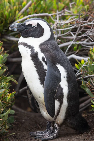 Милые Пингвины Морском Пляже — стоковое фото