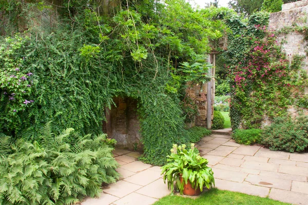 Jardin Vert Luxuriant Salissant Arrière Cour — Photo