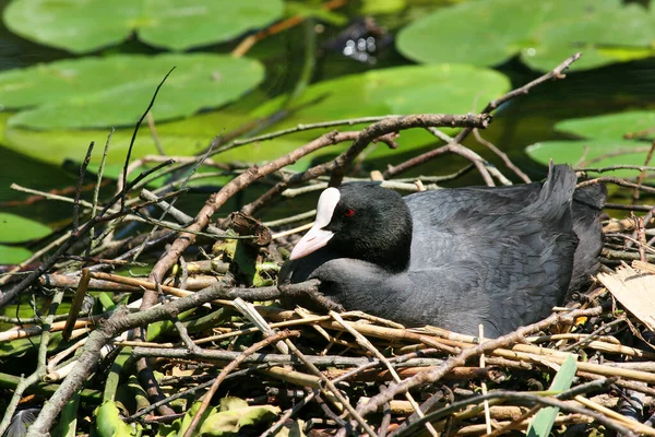 Schwarz Weiß Foto Eines Jungen Vogels — Stockfoto