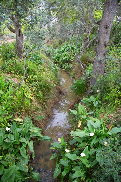 Hermosa Cascada Bosque —  Fotos de Stock