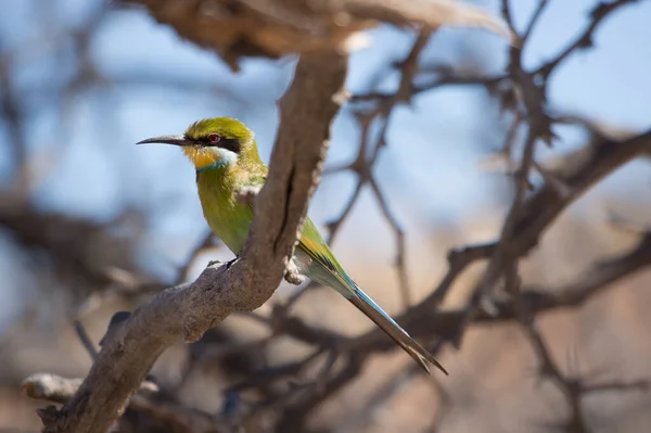 Merops Hirundineus — 스톡 사진