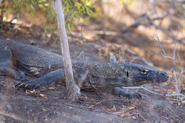 Κοντινό Πλάνο Του Δράκου Komodo Στο Φυσικό Περιβάλλον — Φωτογραφία Αρχείου